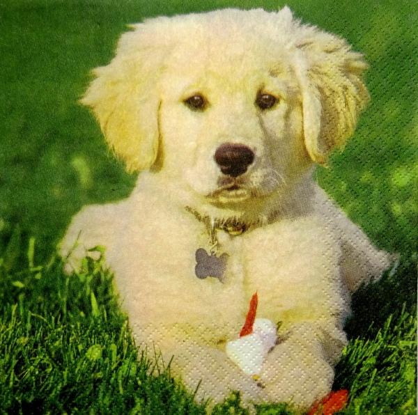 137 Hunde - 3-lagig